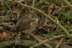 jonge zanglijster (Turdus philomelos)