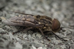 Paardendaas (Tabanus sudeticus) op het dak van het insectenhotel