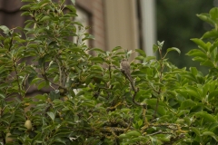 grauwe vliegenvanger (Muscicapa striata) in de perenboom