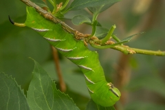 Rups van een ligusterpijlstaart (Sphinx ligustri)