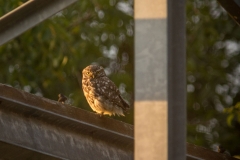 Steenuil (Athene noctua)