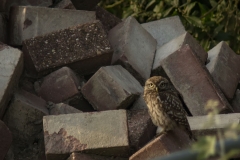 Steenuil jong (Athene noctua)