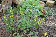 gele dovenetel (Lamium galeobdolon)