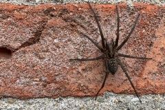 grijze huisspin (Tegenaria domestica)