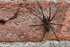 grijze huisspin (Tegenaria domestica)