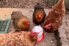 Kippenvergadering in de achtertuin