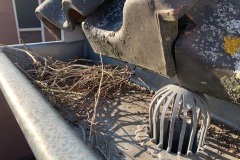De duiven vonden een mooi plek in de dakgoot om hun ei kwijt te kunnen