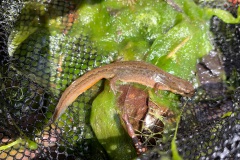 kleine watersalamander (Lissotriton vulgaris)