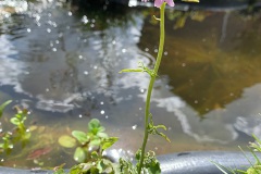 pinksterbloem (Cardamine pratensis)