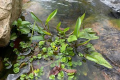 goudveil en waterweegbree in de beekloop