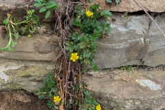 Na de winter begon de tuin eindelijk echt te bloeien, Voorjaarsganzerik - Potentilla verna