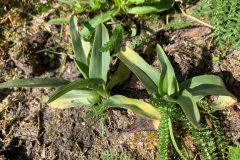 bijenorchis in het moerasstukje