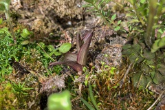 Moeraswespenorchis (Epipactis palustri)