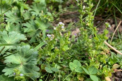 tijmereprijs (Veronica serpyllifolia)