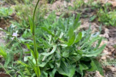 echte koekoeksbloem (Silene flos-cucul)