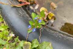 Beekpunge (Veronica beccabunga)