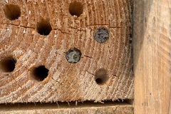 Het insectenhotel wordt ook bewoont