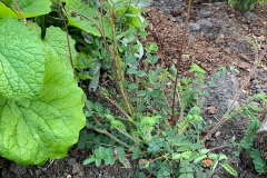 kleine pimpernel (Poterium sanguisorba)