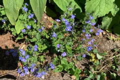 Gewone ereprijs (Veronica chamaedrys)