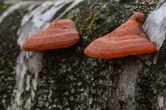 Vermiljoenhoutzwam (Pycnoporus cinnabarinus)