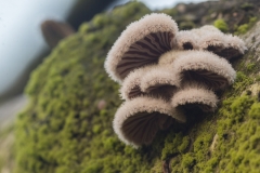 waaiertje (schizophyllum commune)