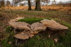 Echte tonderzwam – Fomes fomentarius