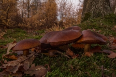 eekhoorntjesbrood? in ieder geval een Bolutus sp.