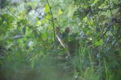 Boommarter (Martes martes)