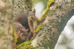 Twee nieuwsgierige eekhoorns