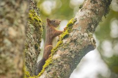 rode eekhoorn (Sciurus vulgaris)