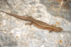 levendbarende hagedis (Zootoca vivipara)