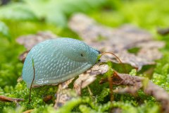 Op het schnecken-forum.de zijn ze er niet uit maar mogelijk Krynickillus melanocephalus een invasieve soort 