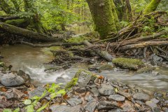 Watervalletje in het bos