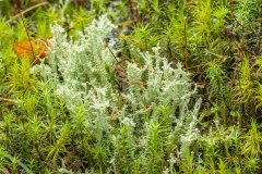 Mogelijk Doornig heidestaartje (Cladonia squamosa)?
