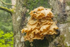 Oesterzwammen worden aanglen door een naaktslak