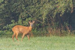 Reebok gespot door Jente