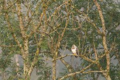 Mooie blonde buizerd