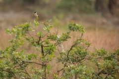 roodborsttapuit (Saxicola rubicola)