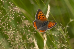 kleine vuurvlinder (Lycaena phlaeas)