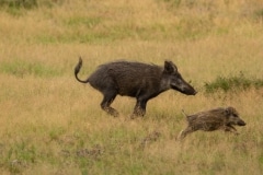 Pumbaa neemt de poten