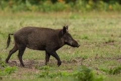 een alert zwijn loopt over het veld