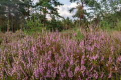 bloeiende heide