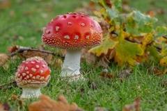 Vliegenzwam (Amanita muscaria), de stippen regenen er gemakkelijk van af maar deze is nog vers