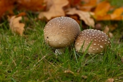 panteramaniet (Amanita pantherina)