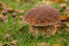 Gewoon eekhoorntjesbrood (Boletus edulis)