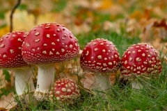 dit jaar lijken ze het extra goed te doen