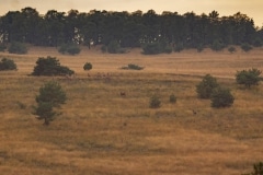 grote roedel vanaf de Elsberg