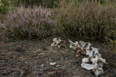 De ruggenwervel van een edelhert, werk van de wolf?