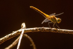 Ik vermoed een jong mannetje steenrode heidelibel (Sympetrum vulgatum).