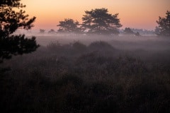 De heide in de vroege ochtend